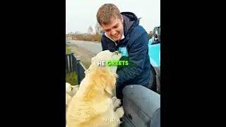 Ice Cream Man Makes the Day of These Dogs 🍦🐶 (@dogmom.dk/TT) #shorts