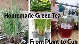 ☕Sip of Nature 🌱Homemade Green🪴 Tea🫖🌿 Fresh tea leaf😋From My garden to My Cup☕#mummykeideas#greentea