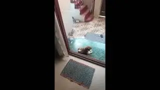 DAY 6 OF 100 DAYS 100 VIDEO CHALLENGE MY DOG EATING SUGARCANE .#shorts #minivlog 