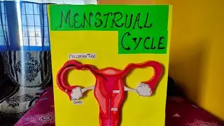 Menstrual Cycle Working Model | Female reproductive system model | Biology model making | ovulation