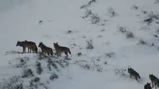Regio Insubrica, confronto sul lupo
