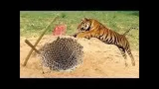 An amazing fast wild trap for a tiger with a deep hole trap working 100%