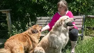 SPCA Mont&eacute;r&eacute;gie celebrates 30 years as a no-kill animal shelter