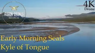 Early Morning Seals, Kyle of Tongue, Sutherland - DJI MINI3 Pro 4K - June 2023 - Natural beauty