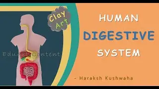 Human Digestive System Organs | Clay Art | #kidslearning #digestivesystem #scienceactivity #clayart