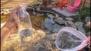 FISH for my NEW POND!!