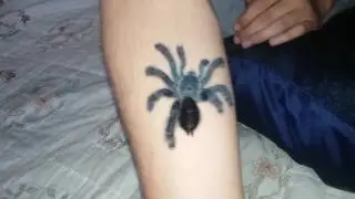 Pinktoe Tarantula handling and info