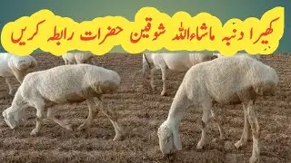 Kheera dumba full size and heavy weight for sale|| کھیرا دنبہ شوقین حضرات رابطہ کریں