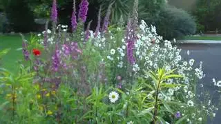 Growing Wildflower Garden Havens For Bees/Pollinators & Wildlife