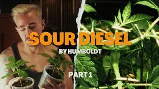 Das Beste Grow Video, das du dieses Jahr gesehen hast