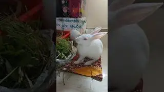 🔴Radha Krishna Pets is live🐰🐰