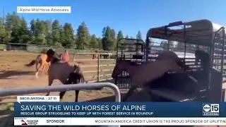Arizona wild horses being rounded up, put up for auction in northwestern AZ