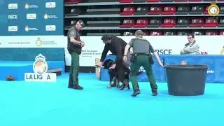 Exposición Latin Winner (24 de mayo 2025) - Exhibición del Servicio Cinológico de la Guardia Civil