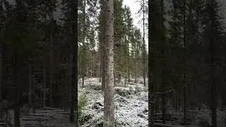 Plockhuggning  kontinuerligt skogsbruk grundyta 16-18 efter gallring