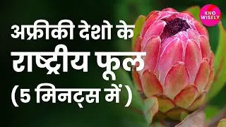 🌺 National flower of African Countries | अफ्रीकी देशों के राष्ट्रीय फूल