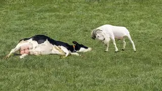 Hanya Sekali Tubrukan Sapi Langsung M4T1 Kalah Oleh Kambing - 9 Momen Kambing VS Sapi Dan Hewan Lain