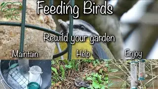 Feeding birds rewilding your garden cleaning and maintenance of bird feeders help birds and enjoy
