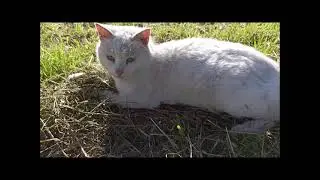 (Russian subtitles) Snowflake is dead... Eternal memory...
