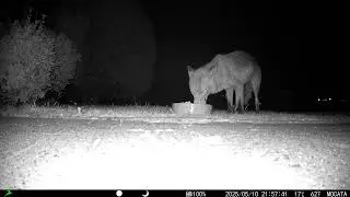 Two Foxes come at Once but who will take the Bone?