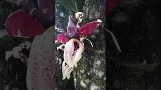 orqu&iacute;dea Torito STANOPHEA TIGRINA Primera floraci&oacute;n  #orquideas #orchids #nature