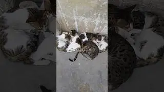 Cuteness overload! Sleeping kittens 😴 | Cute kittens sleeping peacefully | cutest cat video ever