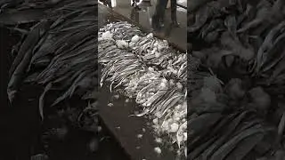 Ribbon fish   At Odisha paradeep Harbour #shrimps #harvesting #nature #fisherman #bigfish #india