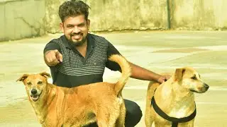 1st Vlog Stray Animals Feeder @Dhaval95