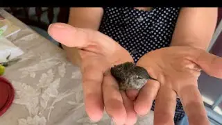 Como criar y alimentar un colibri o picaflor.