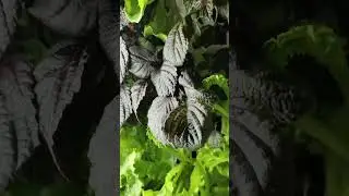 Hydroponic Tower Harvest! Grow 180 Plants with the 12P15 Tower System#hydroponics #hydroponicgarden