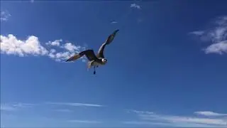 Arctic Skuas protecting nest