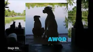 AWOD - Dogs Life