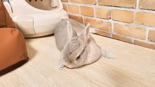 注意されたら部屋の隅っこですねちゃうウサギさん