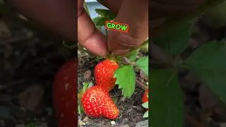 #Harvesting #Strawberries