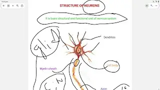 Structure of Neuron #nervoussystem #neuron#biology #neet #shorts#physicswallah#anatomy 