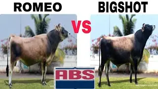 ABS ROMEO  vs  BIGSHOT bull🐄
