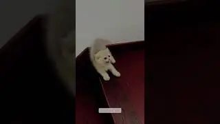 kucing jatuh lucu #cat #cats #catshorts #funny #funnyvideo #fun #kucing