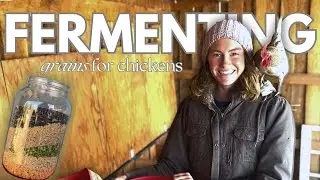 How and WHY to Ferment Whole Grains for Chickens