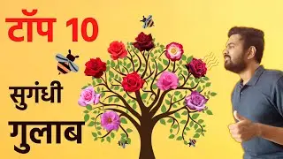 Top 10 Fragrant Rose Varieties | टॉप १० सुगंधी गुलाब