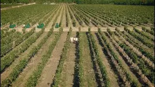 Il Borro - Organic winery in Tuscany