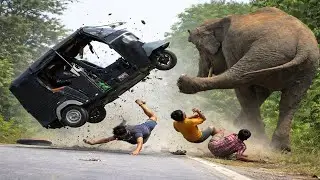 Sires Of Top 5 Wild Elephant Attack To TUK TUK 2025 New.