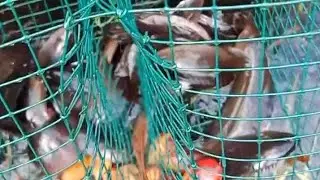 Gila!!sampai ga bisa diangkat tampiray ikan kepar nya #anglersampit 