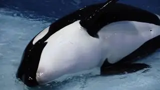 #NoLoveForMarineland Petition Video