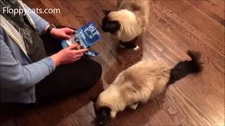 Best Cat Treats 2018: Ragdoll Cats Munch Down on Whole Life Pet Treats Chicken + New Packaging!