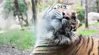 スマトラトラ「アオ」お別れ会　仙台・八木山動物公園