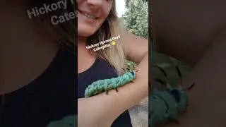 Hickory Horned Devil Caterpillar.
