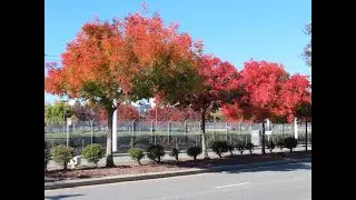2022-11-30 Autumn leaves in November