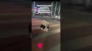 Lovely dogs #cutedogs #doglovers #dogsinaction #doglife #cutepetvideos #dogadventure