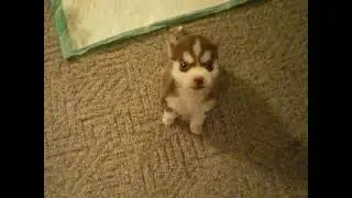 Remy Sit, Remy speak (original)