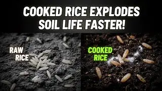 Cooked vs Raw Rice in Soil &ndash; See Which Wakes Up Microbes in JUST 48 Hours!