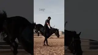 Frits the jumping Friesian #ygequestrian